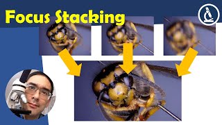 🔬 How to do focus stacking  Amateur Microscopy [upl. by Atiuqrahc805]