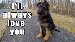 German Shepherd Puppy  Watch this before getting one [upl. by Patnode]