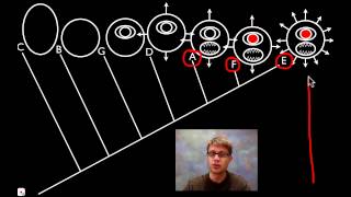 Cladograms [upl. by Remle]