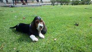 Cachorrito Hush Puppies Basset Hound [upl. by Tlaw158]