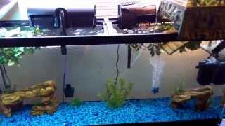 55 gallon turtle tank update [upl. by Lyj]