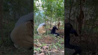 Cassava harvest failure PART 1 shorts bushcraft outdoor survival viralvideo camping forest [upl. by Rhody21]