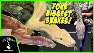 UNBELIEVABLE REPTILE ROOM TOUR He has the 4 BIGGEST SNAKES in the world [upl. by Hannus]