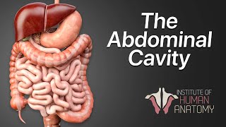 Anatomy Masterclass The Abdominal Cavity [upl. by Jain]