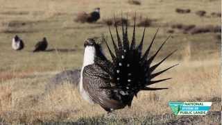 Sage Grouse Strut their Stuff [upl. by Nnad]