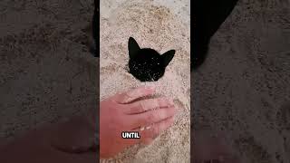 he was playing on the beach until this cat appeared 😂 [upl. by Shir]