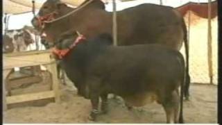 Eid alAdha Qurbani Bull for 20 Lac Rupees only [upl. by Trow26]