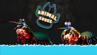 Mantis Shrimp have SUPER POWERS Mantis Shrimp Song  Animal Songs  Educational Music Video [upl. by Yeroc]