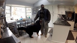 Watch This Fake Burglar Break Into Home To See How Dogs Will React [upl. by Ednil]