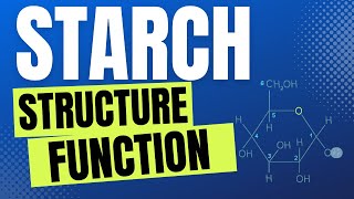 STARCH WHAT IS STARCH STRUCTURE AND FUNCTION [upl. by Detta]