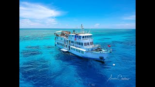 Diving in the Philippines Tubbataha Reef MV Dolphin [upl. by Ivana598]