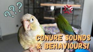 What Green Cheek Conure Sounds amp Behaviours Mean  TheParrotTeacher [upl. by Amekahs]