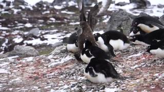 Skua eats chick penguin [upl. by Hoyt]