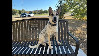 Pepper  85 Month Old Cattle Dog  Dog Training Omaha Nebraska Off Leash Reliable Dog Training [upl. by Teirtza]