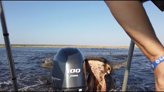 Charging Hippo Bites Boats Motor [upl. by Purdy]