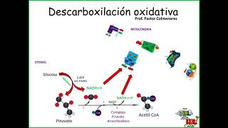 Descarboxilación oxidativa del Piruvato [upl. by Deedee]