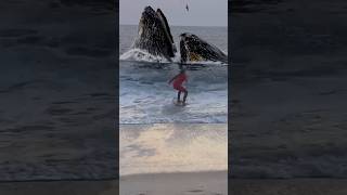 A large whale causes a young skimboarder to hit a wave [upl. by Aslehc997]