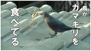 鳥がカマキリを食べてる [upl. by Tezzil]