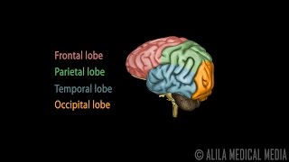 Neuroscience Basics Human Brain Anatomy and Lateralization of Brain Function 3D Animation [upl. by Nwahsyd]