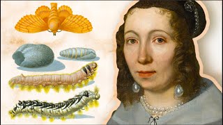 Lincroyable histoire de Maria Sybilla Merian [upl. by Bourne]