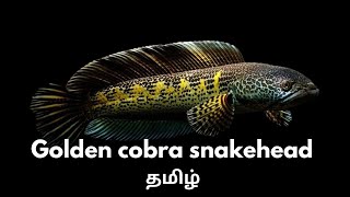 Golden cobra snakehead  monster fishes  channa fish  orange spotted snakehead snakehead [upl. by Rexanne]