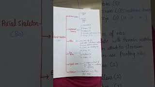 How to calculate Bones of axial skeleton with ear bones anatomy skeleton [upl. by Rosaleen]