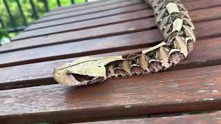 Gaboon viper [upl. by Cathrin]