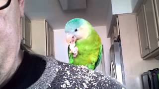 Grey cheeked parakeet vs popcorn [upl. by Mulry]