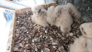 Kestrel Chicks Day 20 24November 2023 [upl. by Harle]