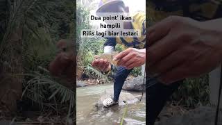 Salam lestari castinghampala fishing mancing mancingmania ikan sungaireliknusantara hiburan [upl. by Phila]