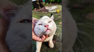 HERO HIRALAL amp his cuteness💕catcatvideosfunnycatvideosfunnycatcatloverhiralalcatshortsshorts [upl. by Gerger]