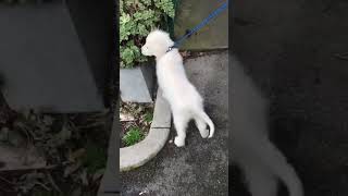 Our Maremma Puppy Visits The Vet [upl. by Remsen]