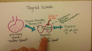 Thyroid Gland Function [upl. by Einnahpets337]