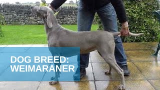 Dog Breed Video Weimaraner [upl. by Nor441]