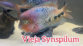 Meet The Vieja Synspilum  Species Profile [upl. by Sara290]