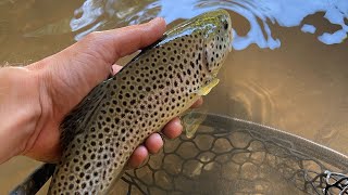 Fly Fishing Swatara Creek for wild trout [upl. by Iggie719]