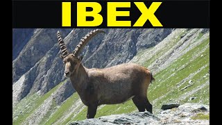 Ibex [upl. by Hana]