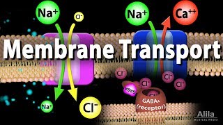 Membrane Transport Animation [upl. by Divine]