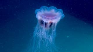 Windows to the Deep 2018 Jellyfish [upl. by Zsa]