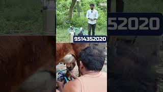 MAHA MILKING MACHINE by MDM കുറഞ്ഞ വിലയിൽചെറിയ ഫാം [upl. by Anatak]