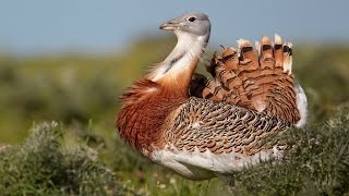 Great Bustard Bird at The ZOO [upl. by Casandra680]