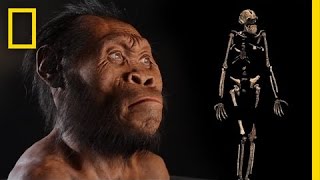 New Human Ancestor Discovered Homo naledi EXCLUSIVE VIDEO  National Geographic [upl. by Sirois]