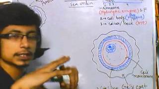 Developmental biology part 4  sea urchin fertilization [upl. by Ynneh]