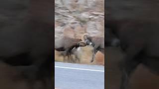 Big Horn Rams Butting Heads in Big Thompson Canyon [upl. by Golding]