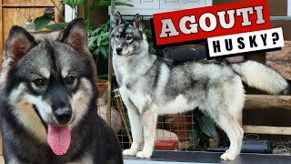 WHAT is an AGOUTI SIBERIAN HUSKY [upl. by Hannahc443]