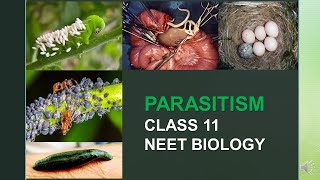 PARASITISMPOPULATION INTERACTIONSCLASS11NEET BIOLOGY [upl. by Eatnahc]