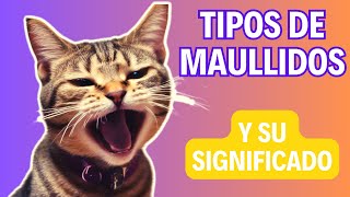 8 sonidos que emiten los gatos y su significado  ¿Que te quiere decir tu gato 🐱 [upl. by Seira]