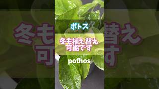 【ポトス】冬でも植え替え可能です 観葉植物 houseplants plants ポトス pothos [upl. by Ecinehs]