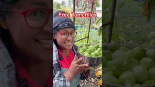 How I got FREE Tomatillos shorts [upl. by Martelle]