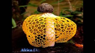 TOP 10 MOST AMAZING BEAUTIFUL MUSHROOMS [upl. by Nocaj]